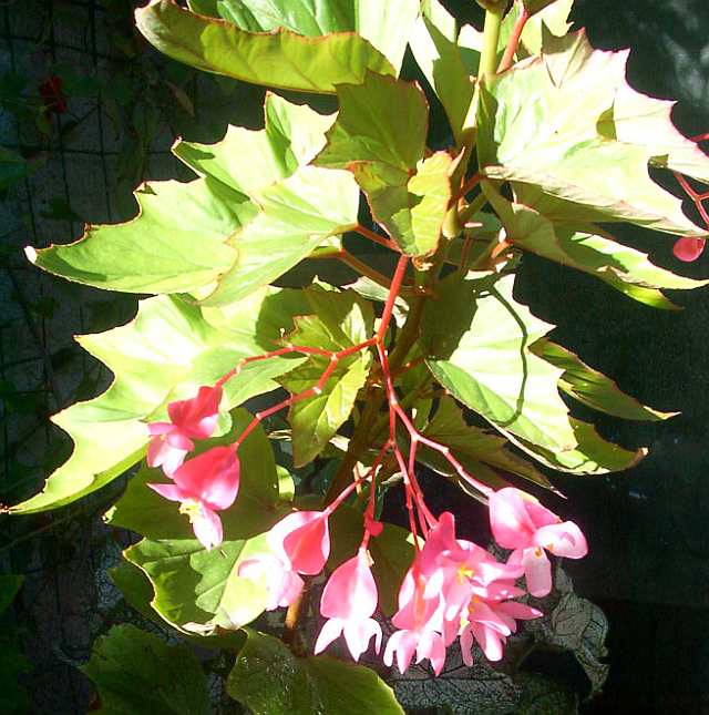 B. ‘Astrida’